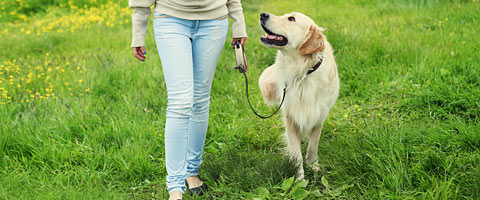 Walking a dog, independence